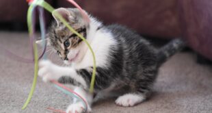 Kitten playing with a ribbon toy