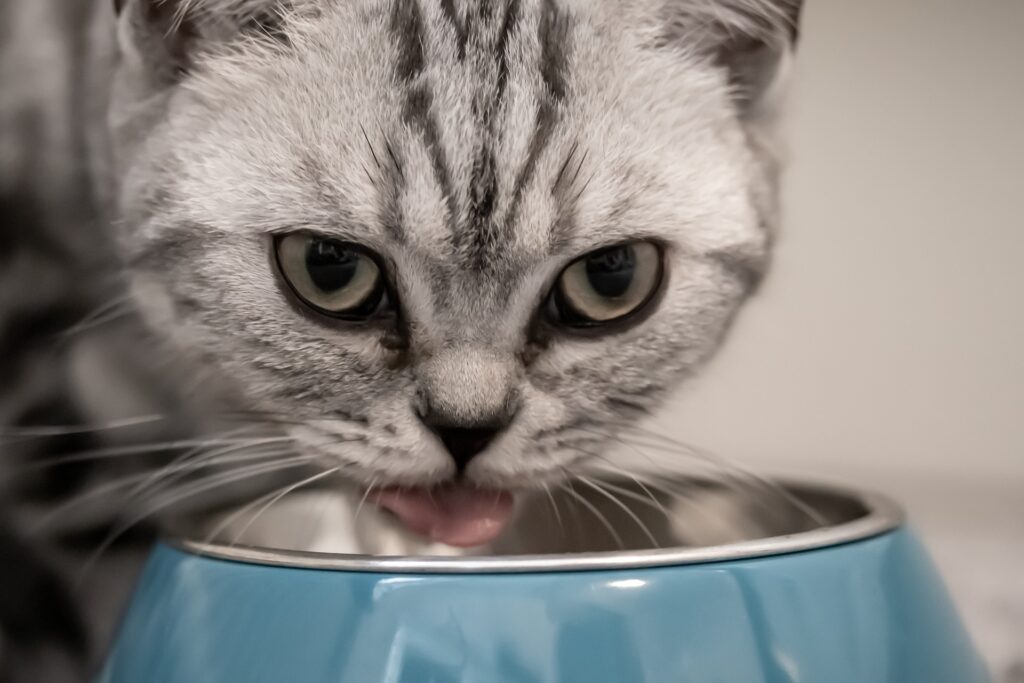 Best Types of Cat Food for Senior Cats