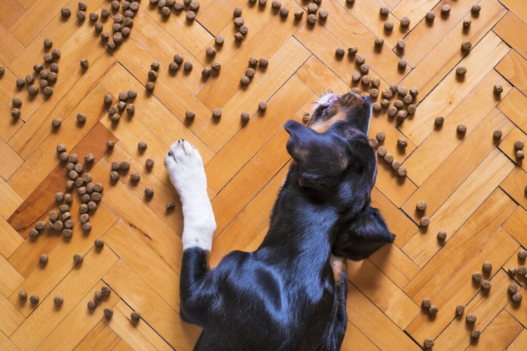 Pros and Cons of a Raw Food Diet for Your Dog